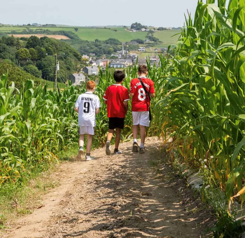 Three boys walking around the corn maze in Smugglers Cove, Rosscarbery.